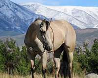 ranch-versatility-quarter-horse