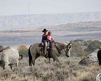 ranch-work-quarter-horse