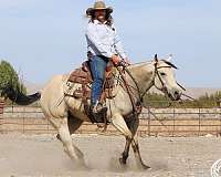 western-riding-quarter-horse