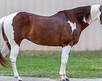 see-pics-horse