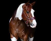 tobiano-see-pics-horse