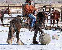 cowboy-mounted-shooting-gypsy-vanner-horse