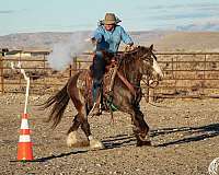 athletic-gypsy-vanner-horse