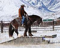 flashy-gypsy-vanner-horse