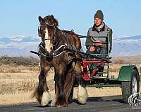 performance-gypsy-vanner-horse