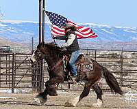 ranch-work-gypsy-vanner-horse