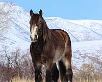 show-gypsy-vanner-horse