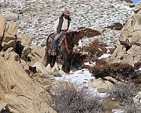 trail-riding-gypsy-vanner-horse