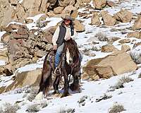 working-cattle-gypsy-vanner-horse