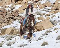 buckskin-gypsy-vanner-stallion