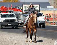 athletic-quarter-horse