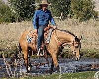 ranch-work-quarter-horse