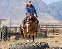 trail-riding-quarter-horse