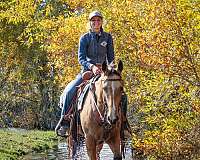 roping-quarter-horse