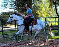 grey-see-pics-horse