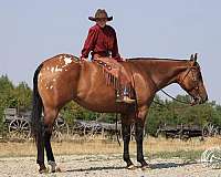 cowboy-mounted-shooting-poa-horse