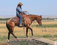 ranch-versatility-poa-horse