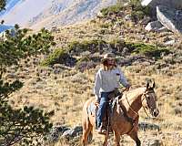 ranch-versatility-quarter-horse