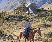 ranch-work-quarter-horse