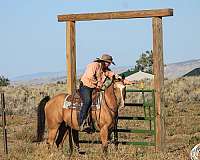 trail-riding-quarter-horse