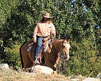 western-riding-quarter-horse