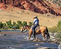 buckskin-quarter-horse-gelding