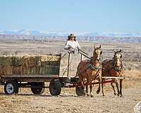 working-cattle-quarter-horse