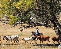 calf-roping-quarter-horse