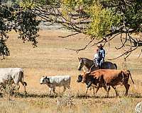 cowboy-mounted-shooting-quarter-horse