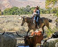 husband-safe-quarter-horse