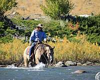 ranch-versatility-quarter-horse