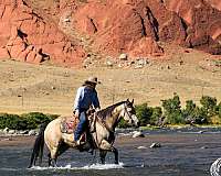 ranch-work-quarter-horse