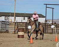 western-riding-quarter-horse