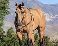 athletic-quarter-horse