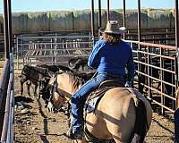 cowboy-mounted-shooting-quarter-horse