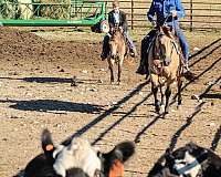 husband-safe-quarter-horse