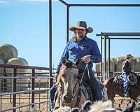 ranch-versatility-quarter-horse