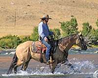 roping-quarter-horse