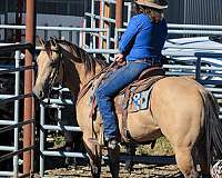 ranch-work-quarter-horse