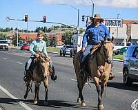 trail-riding-quarter-horse