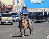 western-riding-quarter-horse