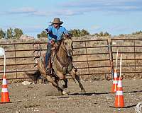 working-cattle-quarter-horse