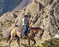 buckskin-quarter-horse-gelding