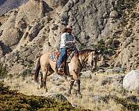 buckskin-all-around-horse