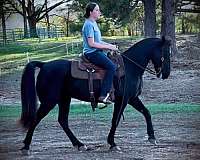 flashy-kentucky-mountain-horse