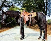 family-kentucky-mountain-horse