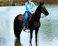 trail-kentucky-mountain-horse