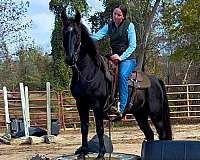 gaited-kentucky-mountain-horse