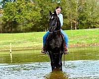 driving-kentucky-mountain-horse