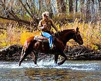 trail-mustang-horse